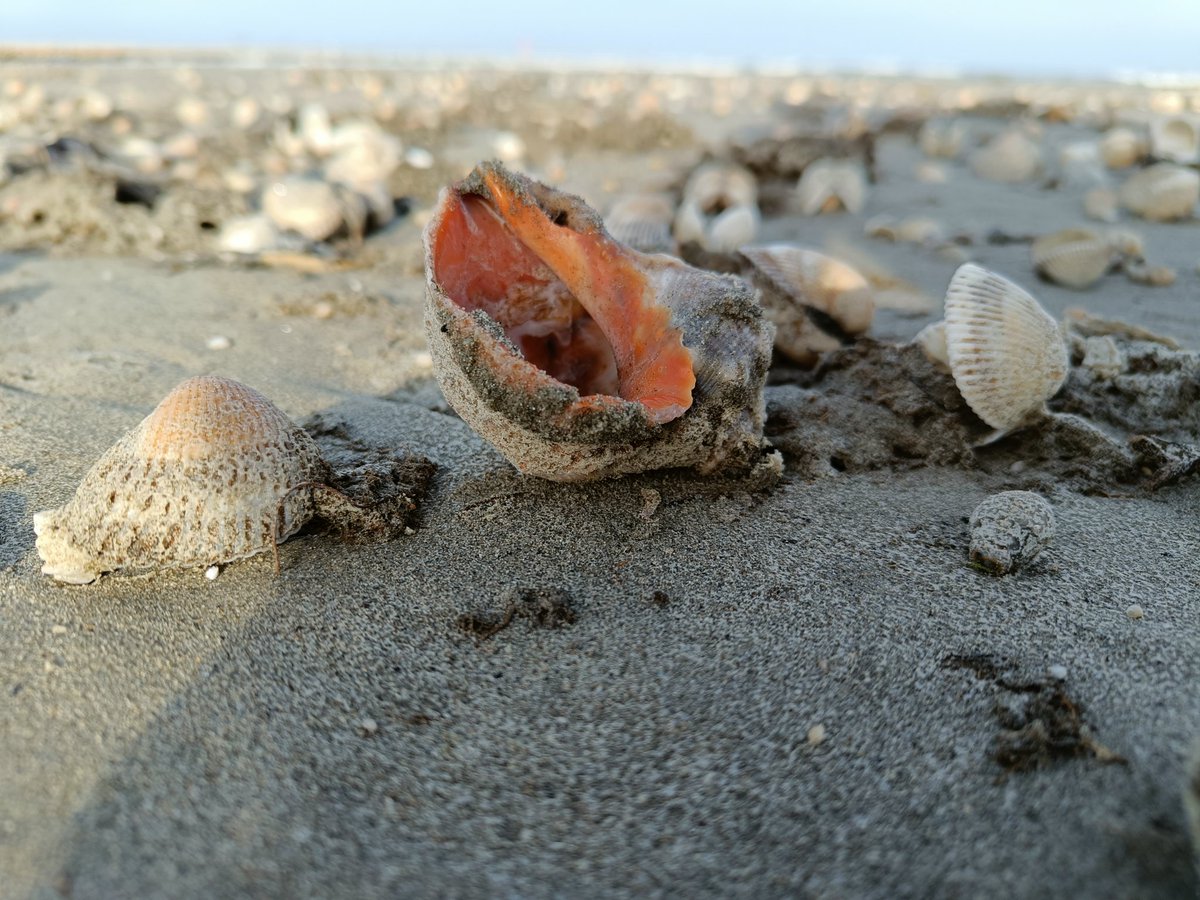 #seaside #sea #seaview #sealovers #lovesea #beach #coast #seashells #bluesea #shells #waves #sand #seashore #sealife #seascapes #seasideview #seaphotography #beachlife