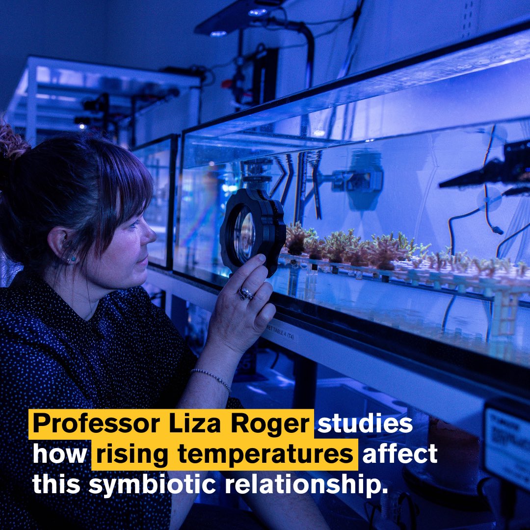ASU_SMS's tweet photo. #SMSresearch SMS Assistant Professor Liza Roger @ocean_keshi and her lab of SMS graduate and undergraduate students are exploring solutions to combat the harmful effects of increasing ocean temperatures, such as coral bleaching! https://t.co/bGQXJiVHcH