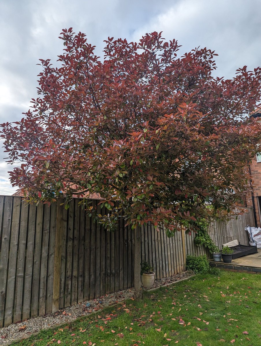 Can any plant lovers help me identify this tree in my garden?