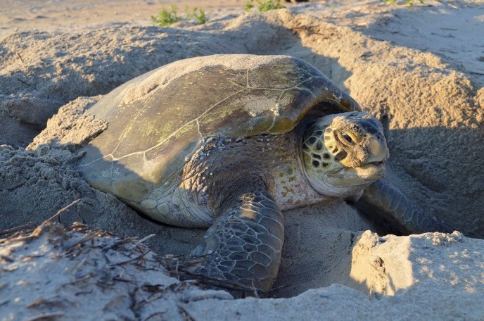 Check out @CMAquarium's tips for beach trips during turtle nesting season: 1. Pick up trash🍬 2. Fill holes on the beach 🕳 3. Knock down sand castles 🏰 4. Leave turtles & nests alone🐢 5. Keep flashlights/phone lights off at night🔦 Learn more: tbnweekly.com/clearwater_bea… 📸NPS