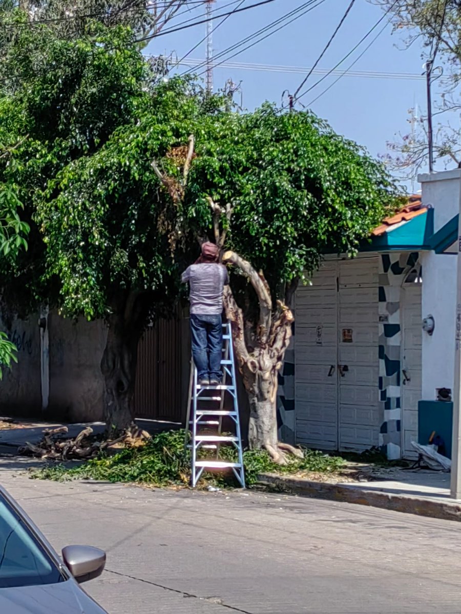 Sarcasmoax's tweet photo. En estos momentos en calle de Mitla #616 fraccionamiento San José la Noria.
Ahora sí es un caso real de "poda" indebida @MunicipioOaxaca esperamos su respuesta 
#viral #Oaxaca https://t.co/rTbCKJEYBV