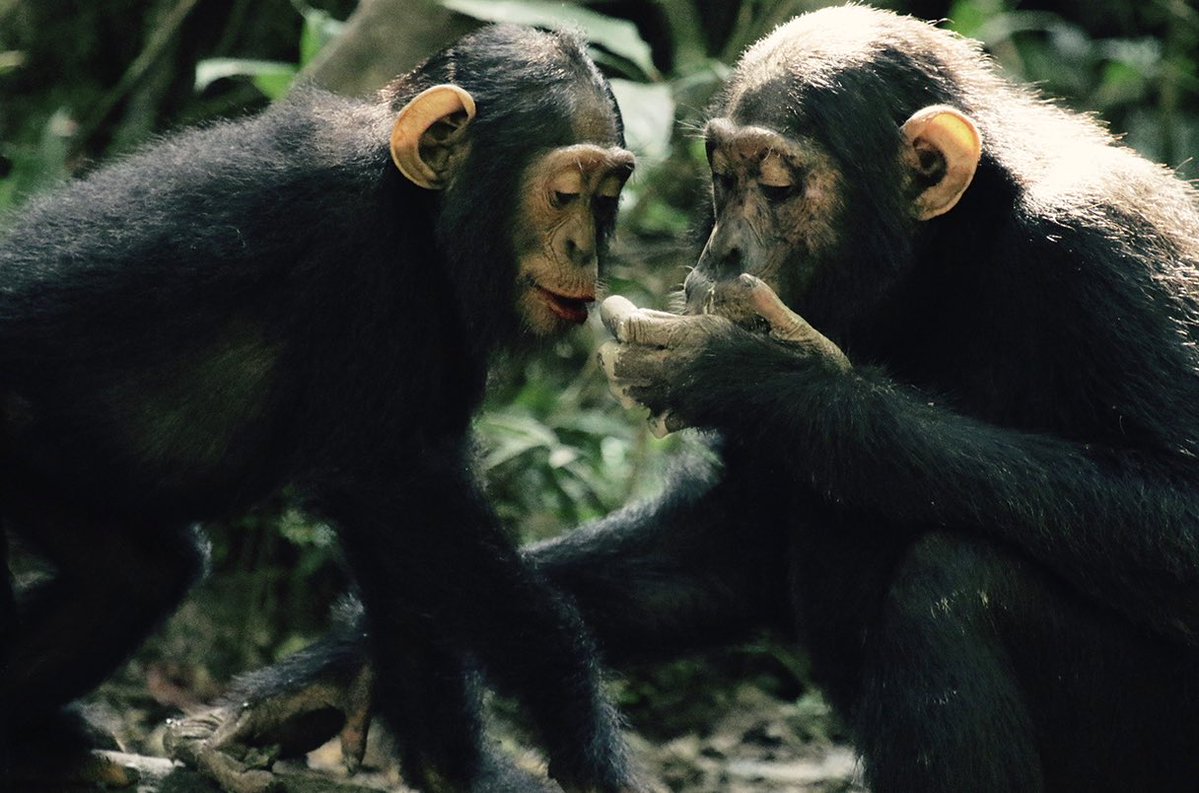 Forced to eat bat feces, chimps could spread deadly viruses including a novel #Coronavirus to humans. Tobacco farming is driving apes to seek unusual food source, brimming with pathogens. 1/