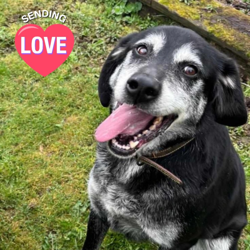 💕 Dog of the Week Bailey just wants to love you 💕 Foster mum Helen says 'He has grown up with children, loves other dogs big or small! I’d love him to be a 2nd dog...He's a big cuddle monster who adores humans.' Can you 💙 Bailey? madra.ie/dog-profiles/ #AdoptDontShop
