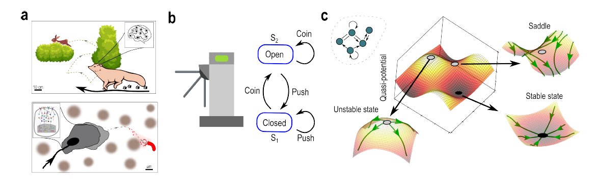 𝗕𝗶𝗼𝗹𝗼𝗴𝗶𝗰𝗮𝗹 𝗰𝗼𝗺𝗽𝘂𝘁𝗮𝘁𝗶𝗼𝗻𝘀: limitations of attractor-based
formalisms and the need for transients

Interesting ideas here about the role of transients in the dynamics of biological systems. What is the role of "ghost" states?
arxiv.org/abs/2404.10369