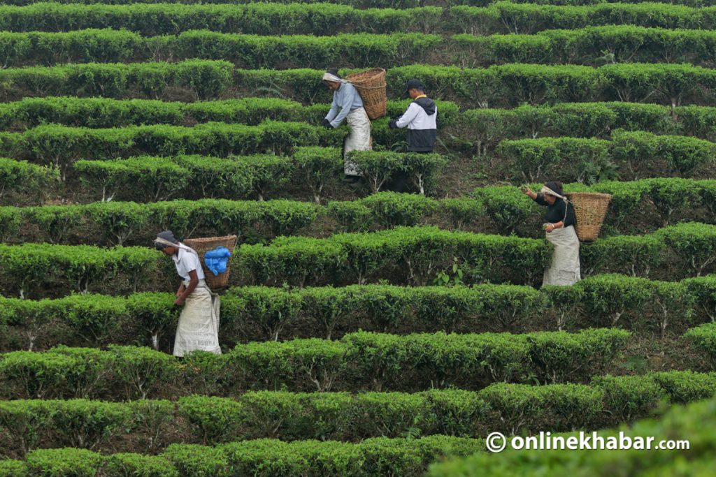 DhimalPhoto's tweet photo. ‘भाषण सुन्न बजार जाने फुर्सद छैन, चियाबगानमा भोट माग्न आउँदैनन्’
https://t.co/Z4Kk8Wuzxx https://t.co/Ze2vUvKMOD