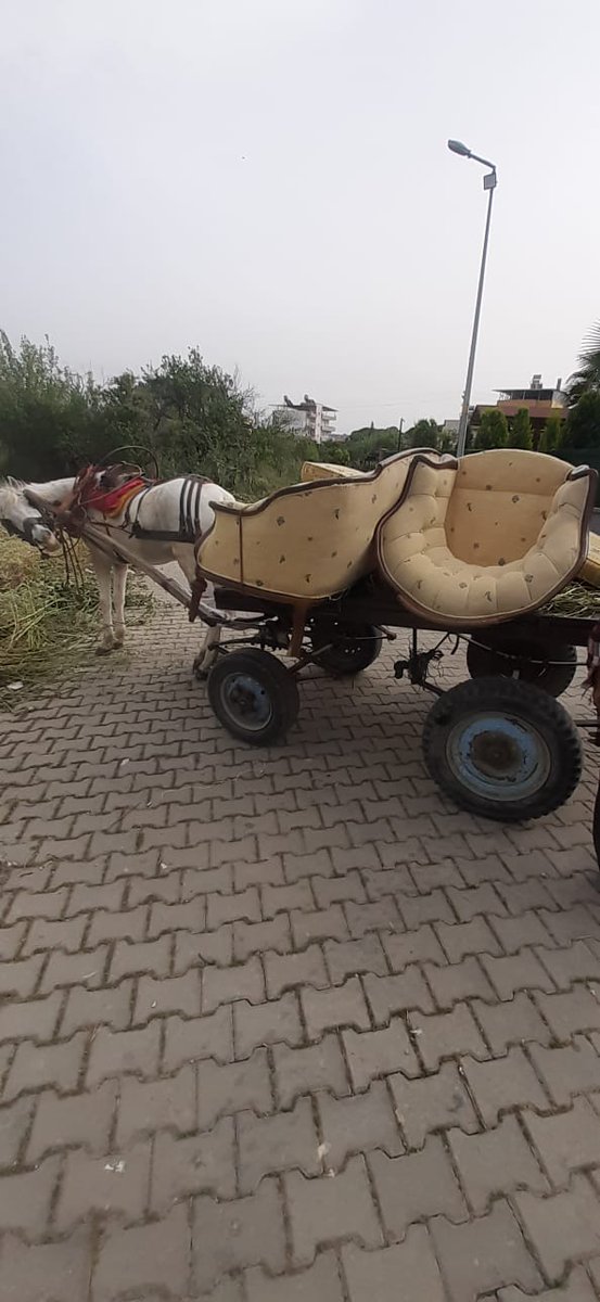 Arkadaşım evini taşıyacaktı at arabası bulmuş 80 lira yeme veriyorsun tertemiz taşıyor buzdolabında hafif baygınlık geçirdi ama maşallah Aydın merkezde bizi ele güle rezil etmedi sagolsun