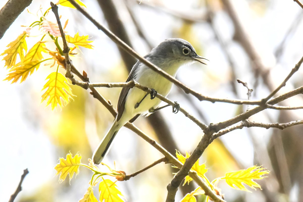 A blue-gray gnatcatcher has something to say about the bugs at The Loch in the Central Park. #bluegraygnatcatcher #springmigration