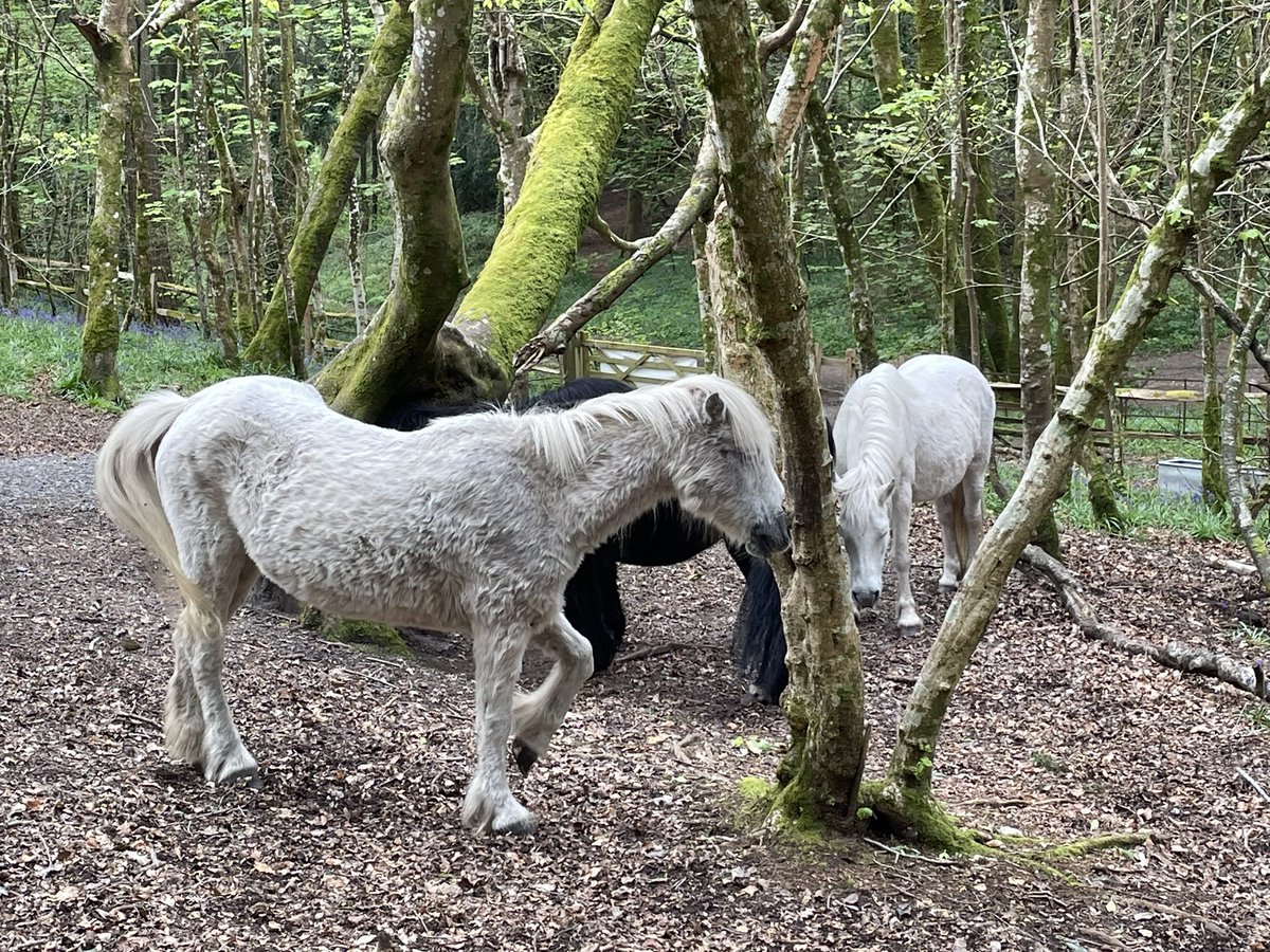 Wild ponies known as heathcroppers on Duddle Heath near Dorchester.