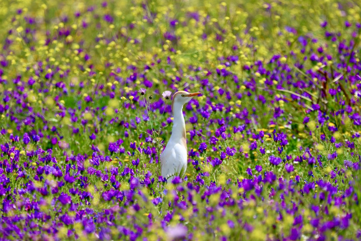 Cattle Egret in a field of flowers.