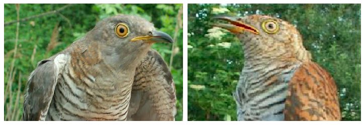 cowbirdlab's tweet photo. What makes an adult female cuckoo red or gray? An answer is coming in 1 hr! Tjanks ⁦@AttilaMarton_⁩ for the pics! https://t.co/JKuVjUjFSQ