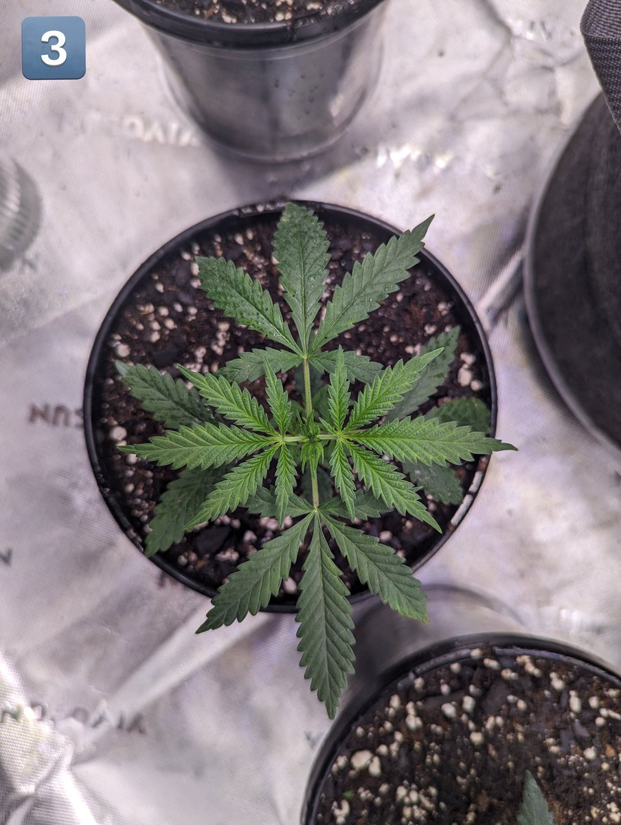 Kazz_Sleeps's tweet photo. I bet you can't guess what plant was struggling the most before it's 1st set of true leafs came in. . . .π§βπΎ #vegetating https://t.co/TO1XFxuDDr