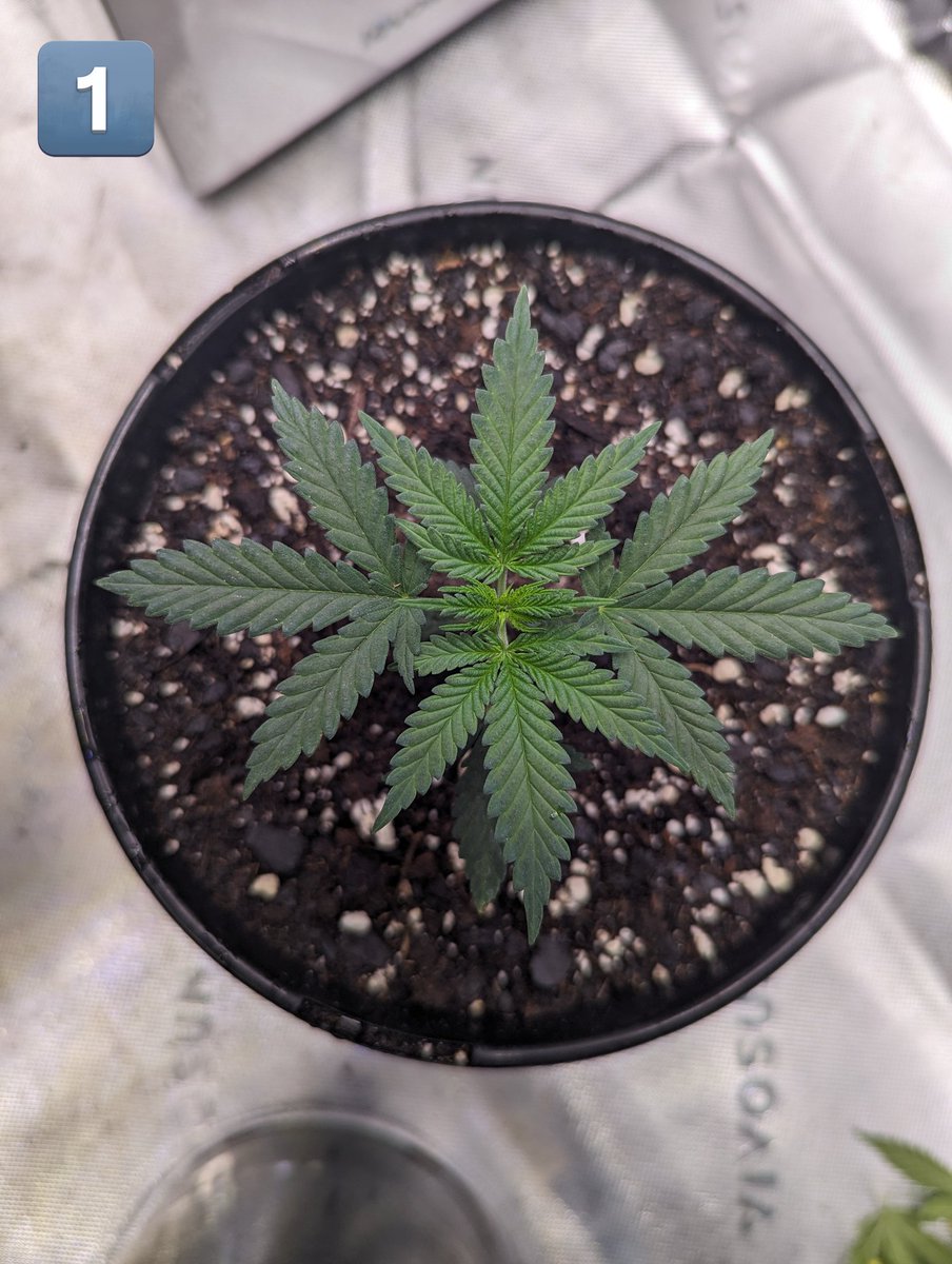 Kazz_Sleeps's tweet photo. I bet you can't guess what plant was struggling the most before it's 1st set of true leafs came in. . . .π§βπΎ #vegetating https://t.co/TO1XFxuDDr