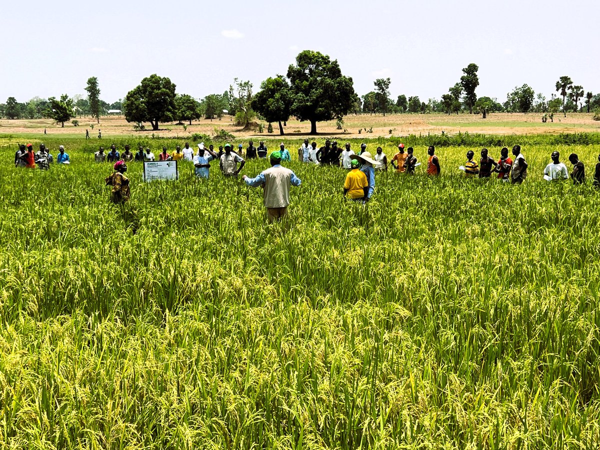 Our PHRDG-1 Decarbonization in Rice Production mega farmers field days continued today in Assakio community, Lafia LGA, Nasarawa state. #ClimateAction #Rice #decarbonization #ekakashi #Biochar #usg
