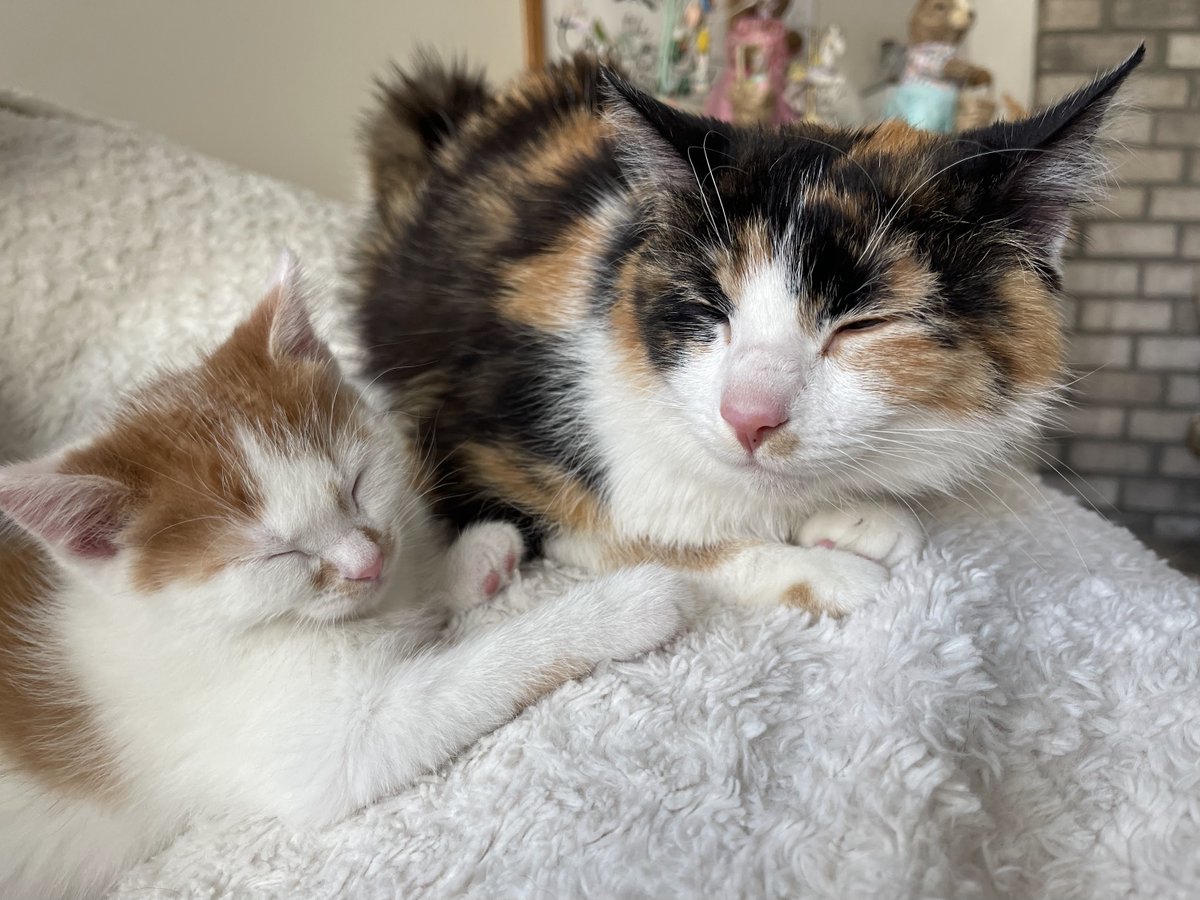 NHSCats's tweet photo. Cleo's kittens The Rock and The Boulder aren't old enough to be adopted yet, so they're in a foster home. It takes a lot of food, treats, litter, and toys to take care of little rascals like them. Luckily there's a way you can help - the #KittenShower! ๐ป https://t.co/2D8FEd63y1