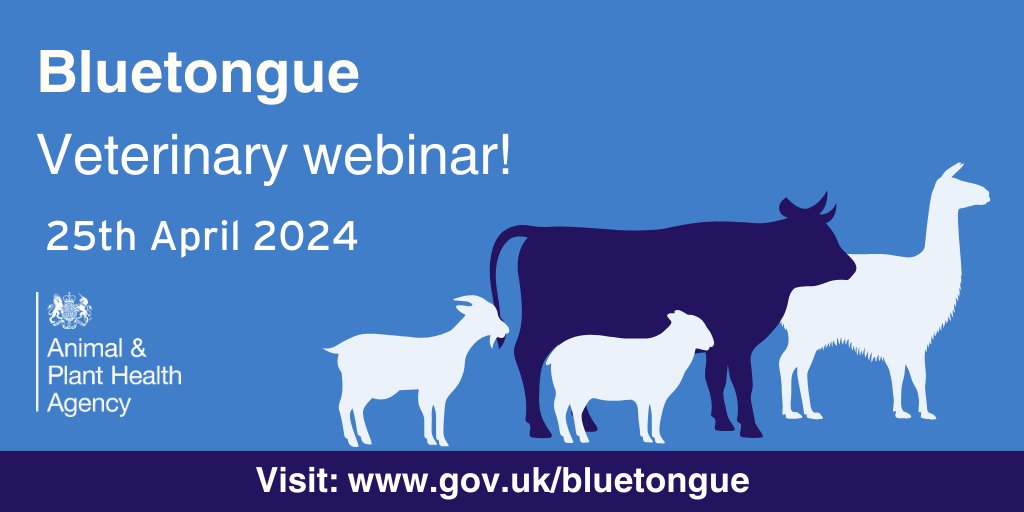 #Vets don't forget to join our #bluetongue webinar on the 25 April 2024 6pm – 7:30pm. Find out more about the pathogenesis, clinical signs and what was seen in the Netherlands to help you spot cases. Register here: gov.uk/government/pub… @BritishVets @theRCVS @ruminanthw