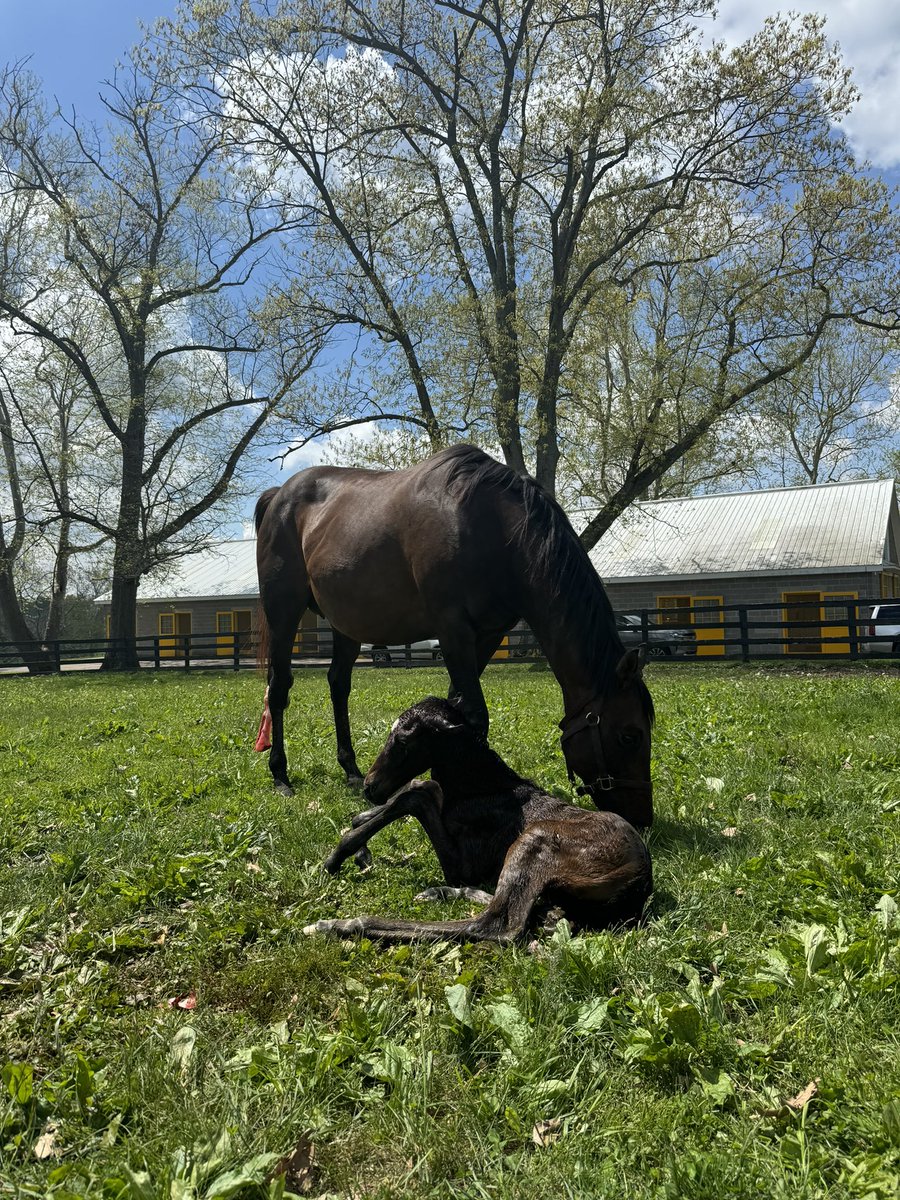 WalkerHancock's tweet photo. Our newest foal born just a few minutes ago is a War Front filly out of Cheery, making her a half-sister to multiple Grade 1 Winner Elate. Nice to have another filly following an Into Mischief filly last year. Beautiful spring day. https://t.co/W5ksyejocy