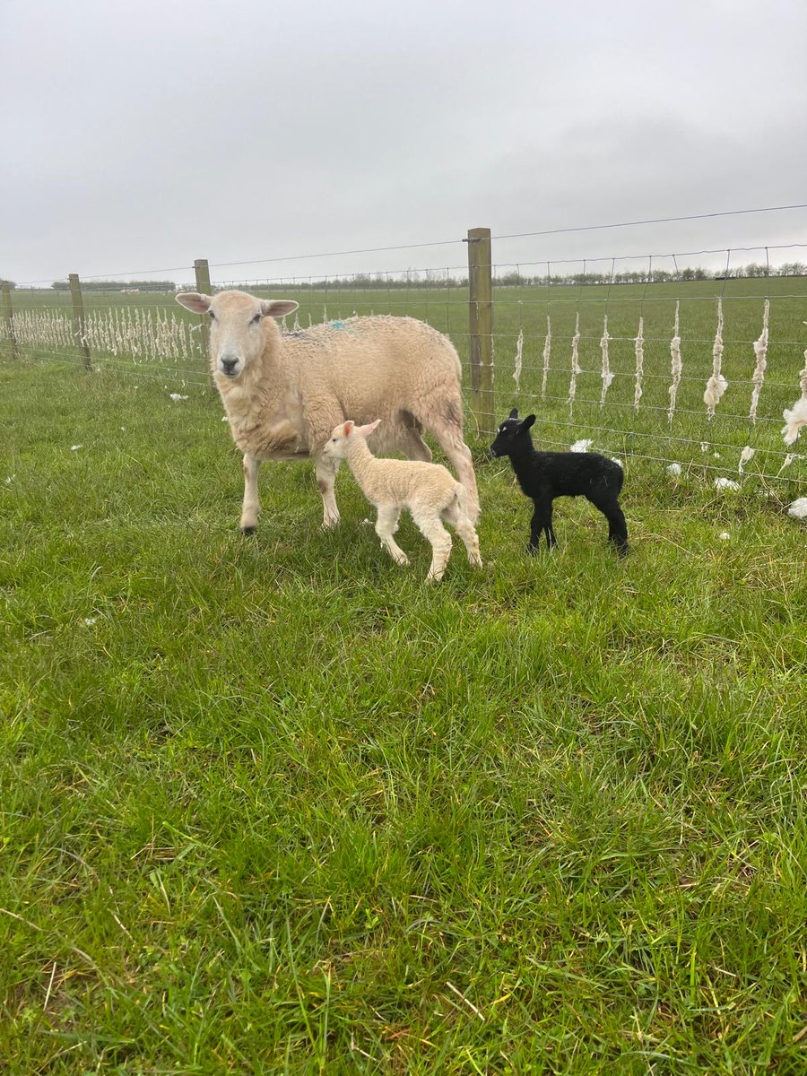Lambing has begun! Fingers crossed for good weather - finally