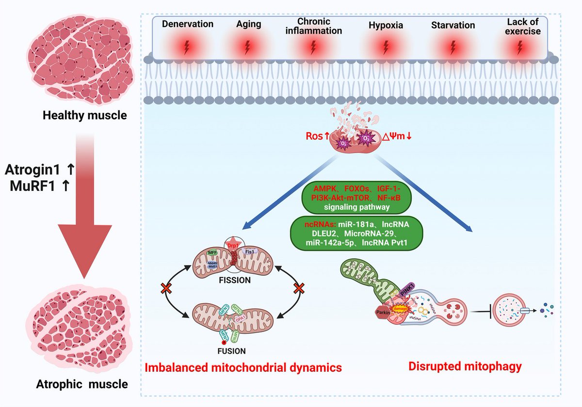 The role of mitochondrial dynamics and mitophagy in skeletal muscle atrophy: from molecular mechanisms to therapeutic insights dlvr.it/T5yNg3