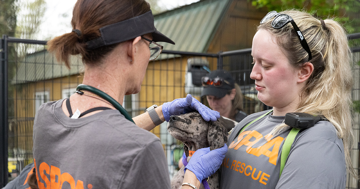 AnimalComun's tweet photo. Exclusive Update on Animals Relocated from California Hangar Fire and Rescued from Florida Breeding Operation https://t.co/qJUaHKGVdI https://t.co/DDBYdzPH3T