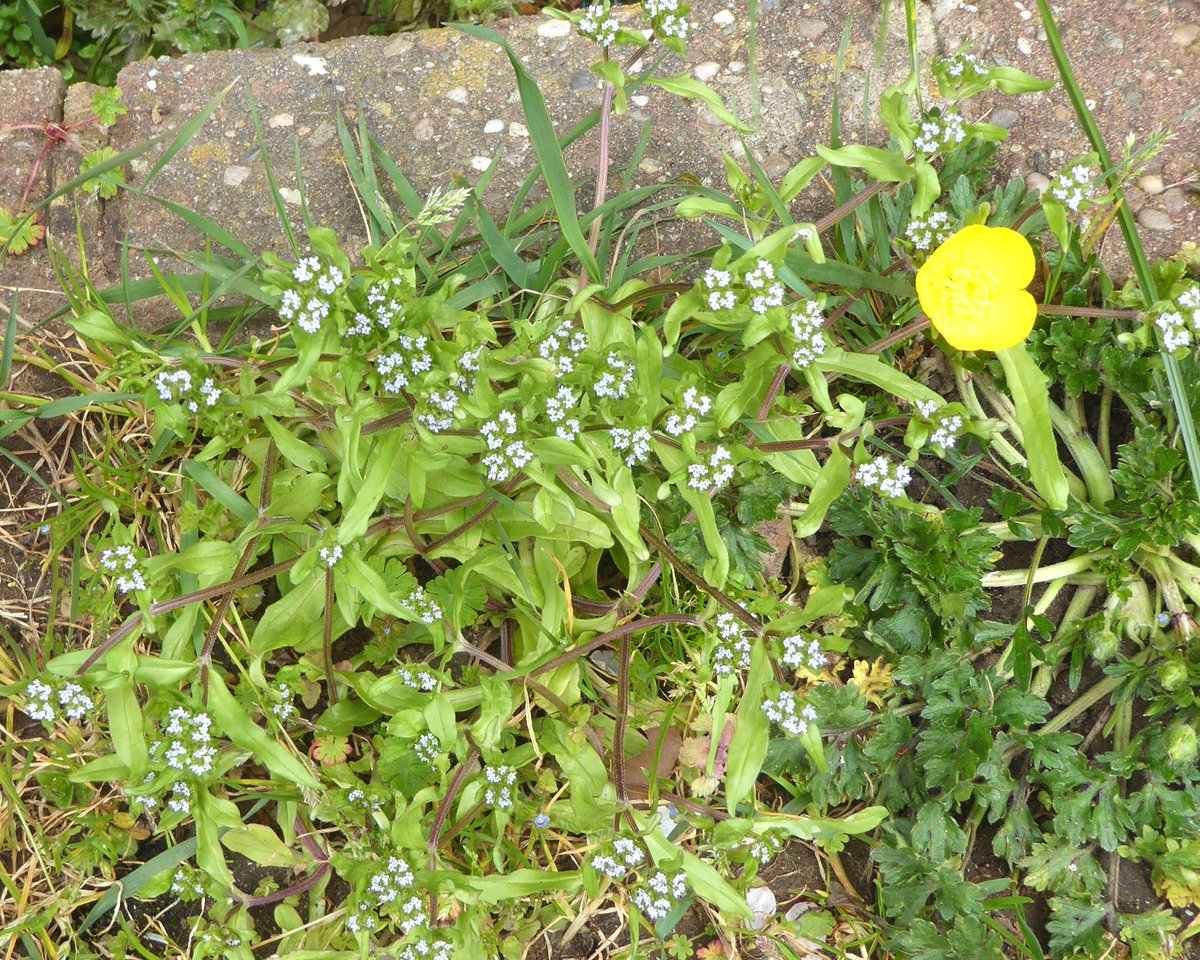 A minute wild flower defeats my efforts to ID it.
Can anybody help?
Its to be found on Deacon Close/ Hillmorton Road on the grass against the wall of Forest News.