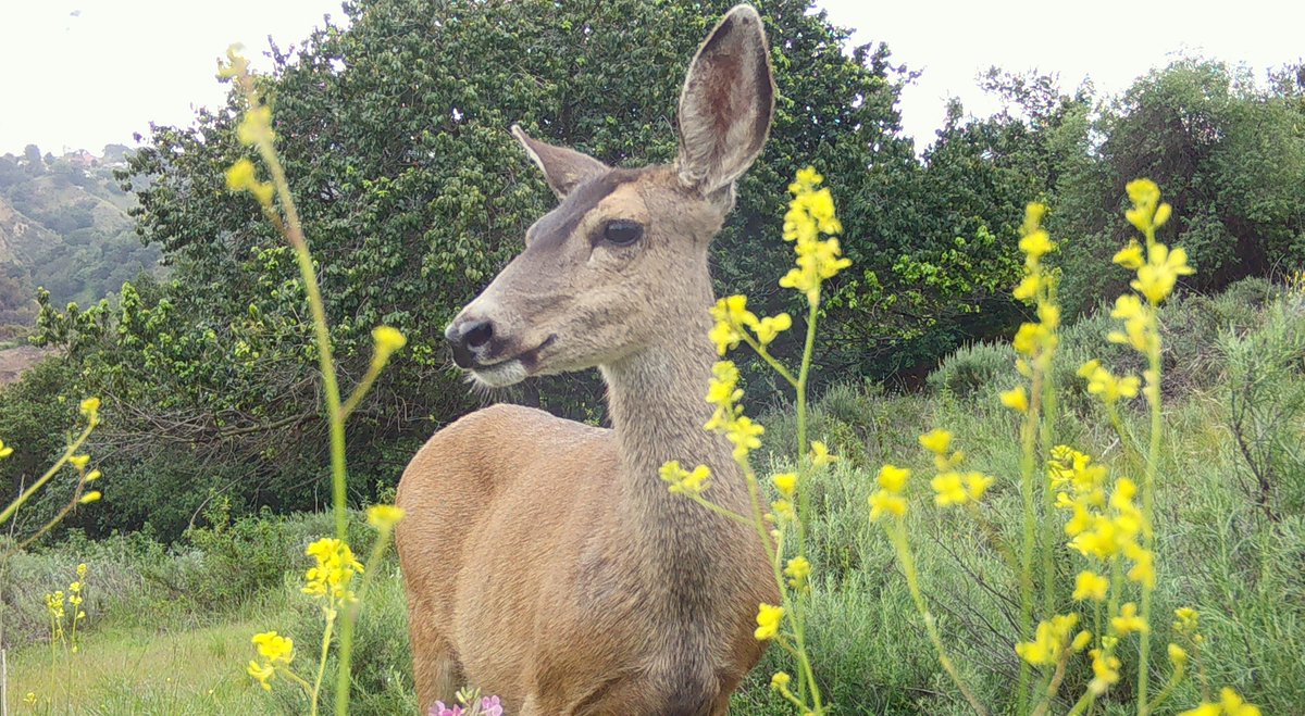 Protecting our deer population and other local fauna is a top priority for the Habitat Authority! 🦌🌿By safeguarding their habitats and promoting responsible interactions, we ensure these graceful creatures thrive for generations to come. #WildlifeProtection