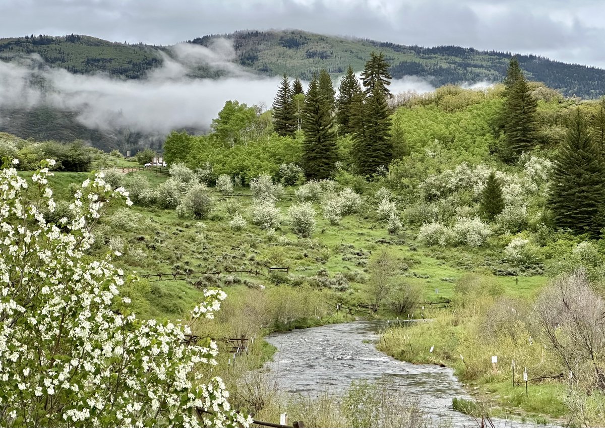 Spring has SPRUNG! #SteamboatSnaps