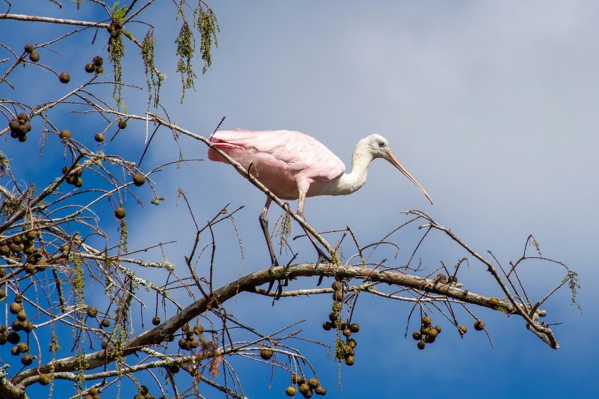 🦩 It's Wildlife Wednesday! Did you know that the Roseate Spoonbill is a frequent flyer at our District properties? Visitors will enjoy diverse wildlife on all our properties 🌿 #WildlifeWednesday #RoseateSpoonbill #ConservationEfforts 🦜