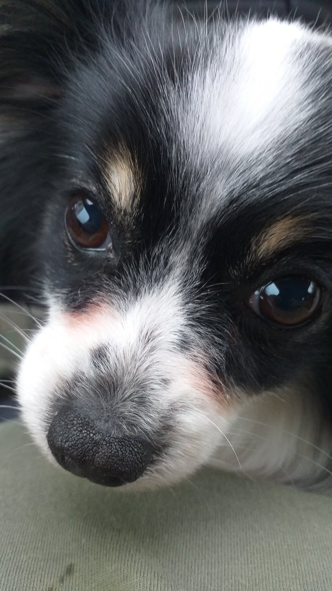 ladyhaillenarte's tweet photo. our dog juno coughs and wheezes to get my attention now. been to the vet, 0 wrong with her. just PURPOSELY FUCKS WITH MY ANXIETY because she knows she can. π€ͺπ #whyihavetrustissues #dog #papillon #whyme #relatable https://t.co/7tLm7v3Qjc