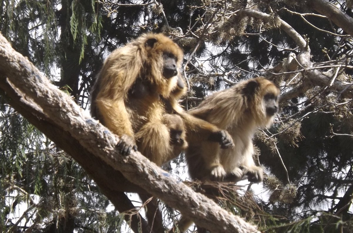 Proyecto Gran Simio nombrado por la Fiscalía especializada de Medio Ambiente de Argentina, como querellante contra el Instituto Médico CEMIC (Buenos Aires) que mantienen a 74 primates en un sótano . @RosaTristan @TafallaMarta @EFEverde @Servimedia proyectogransimio.org/noticias/ultim…