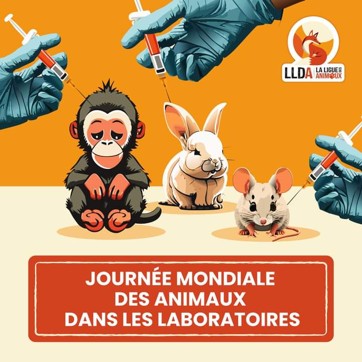 En cette journée mondiale des animaux dans les laboratoires, La Ligue Des Animaux a une pensée envers tous ces êtres sensibles et continuera son combat contre la souffrance animale. Des millions d’animaux souffrent chaque année dans ces laboratoires. Luttons contre ces…