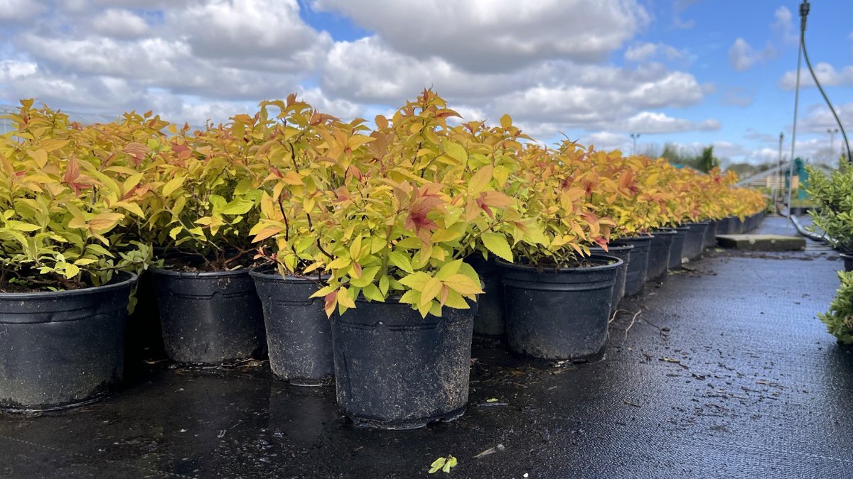 TamarNurseries's tweet photo. Spiraea japonica Goldflame is perfect for adding colur to any project. Its bronze-red foliage emerges in spring and matures bright yellow and then green. It is also great for wildlife, by attracting bees, beneficial insects and other pollinators. https://t.co/efswodjZv9