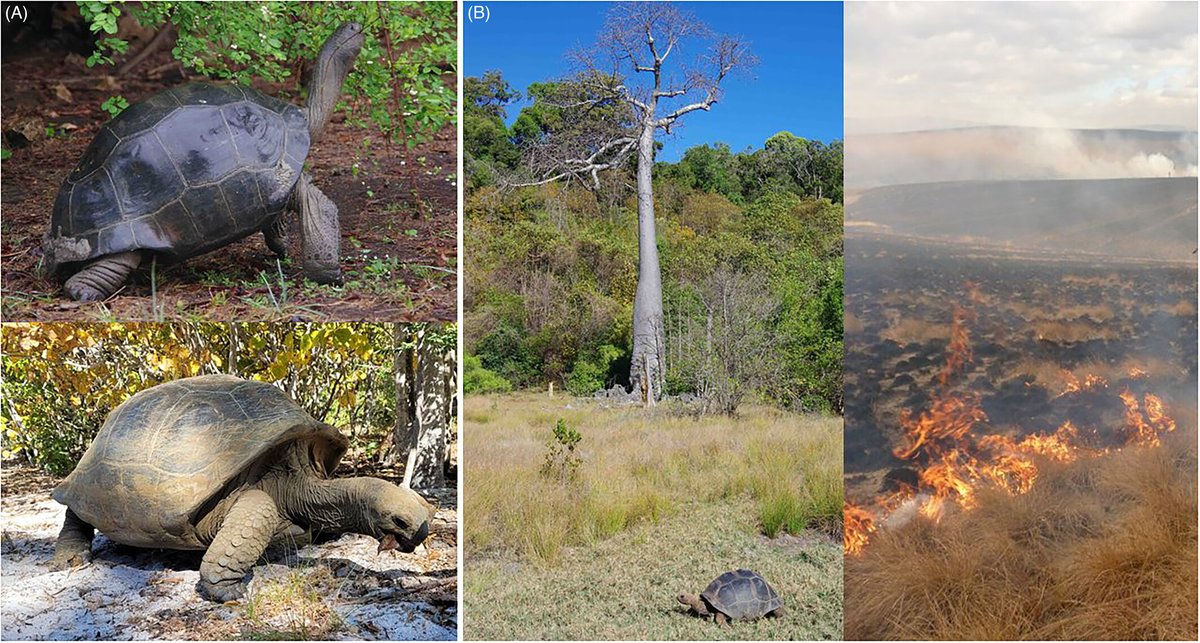 Can #rewilding with giant tortoises increase woody habitat and limit fire across #Madagascar's grasslands? Grant S. Joseph, Andrinajoro R. Rakotoarivelo, Miguel Pedrono, and Colleen L. Seymour 📖 ow.ly/Tna850Rn8Pv #NewIssue @wileyecolevol