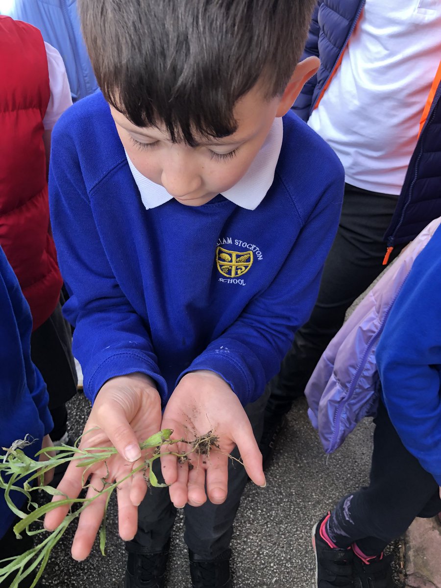 We used our observation and recording skills today in science as we learned all about how plants rely on roots and water to support them. <a href="/school_ws/">WIlliamStockton</a> #scienceatws