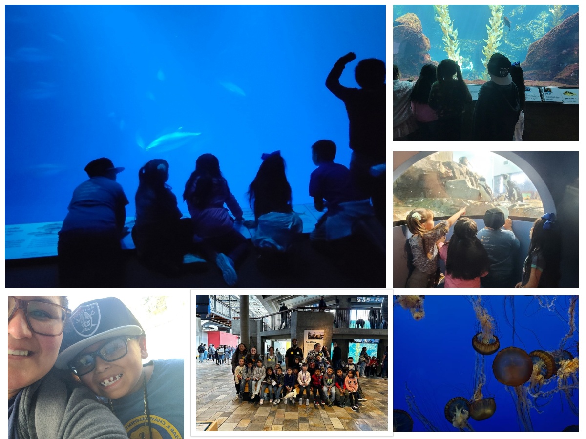 Monterey Aquarium 🐠🦀Yesterday two of our Kinder classes had a beautiful experience in the aquarium. Acuario de Monterey🐠🦀Ayer dos de nuestras clases de kinder tuvieron una maravillosa experiencia al visitar el acuario