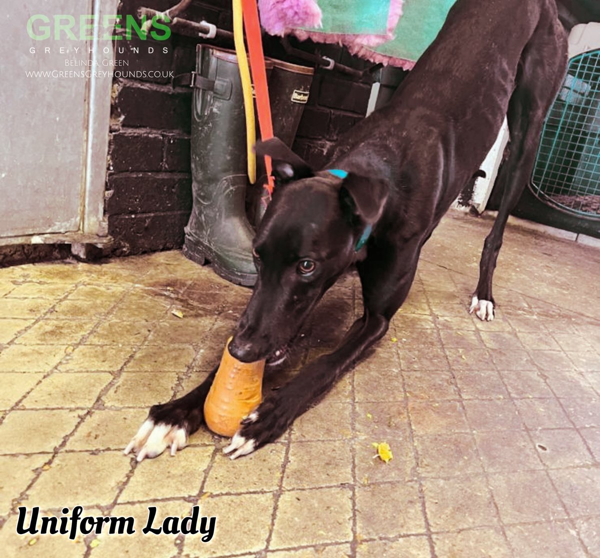 GreensGreys24's tweet photo. Jojo hits the mark on her second run back from season for @TMUniform showing if you eat your veggies it makes you big and strong πͺ #TeamGREEN #UniformLady https://t.co/CgZ0wBP5rs