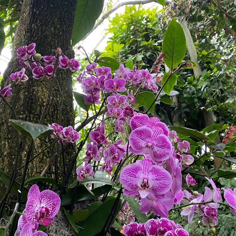 As they say, “April showers, brings may flowers” 🌷 Lindsey, one of our graphic designers, visited the New York Botanical Gardens recently for the Orchid Show! What a beautiful way to refresh the mind. #agencylife #botanicalgarden #newyork