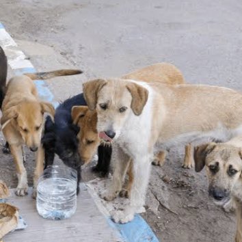 Zenginden vergi toplayamayanlar , sokak köpeklerini toplayacakmış ⁉️
#HayvanlaraDokunmayın