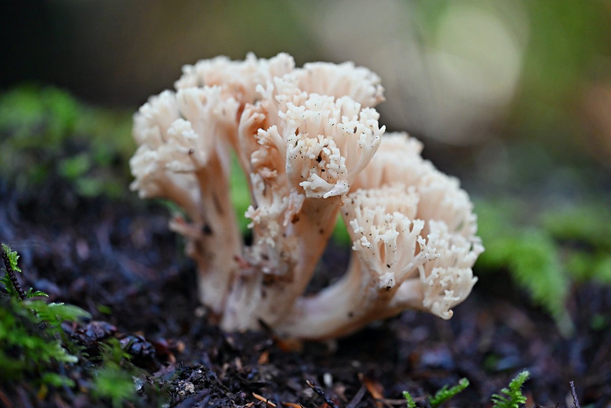 🪸 + 🍄 = the coral mushroom! This mushroom mushroom contains protein, potassium, and trace amounts of copper, magnesium, and calcium. It also contains essential amino acids and antioxidant and antibacterial properties. 📸: @1friendlyfungus #FungusFriday #mushroom