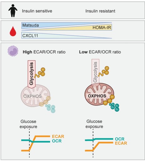 Immunometabolic Signatures of Circulating Monocytes in Humans with Obesity and Insulin Resistance. Read Here➡️doi.org/10.2337/db23-0… @ADA_Pubs