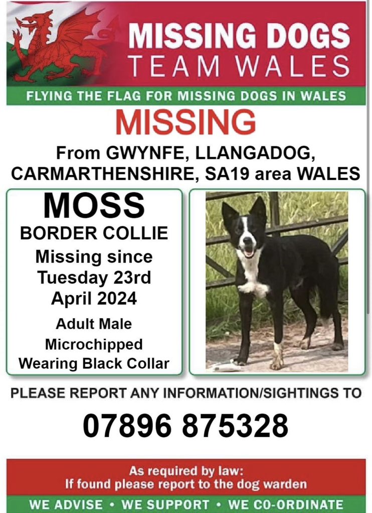 ❗❗MOSS, MISSING from #GWYNFE, #LLANGADOG, #CARMARTHENSHIRE, #SA19 area #WALES ❗❗
❗SINCE TUESDAY 23rd APRIL 2024.
❗PLEASE LOOK OUT FOR MOSS AND CALL NUMBER WITH ANY SIGHTINGS/INFORMATION ❗