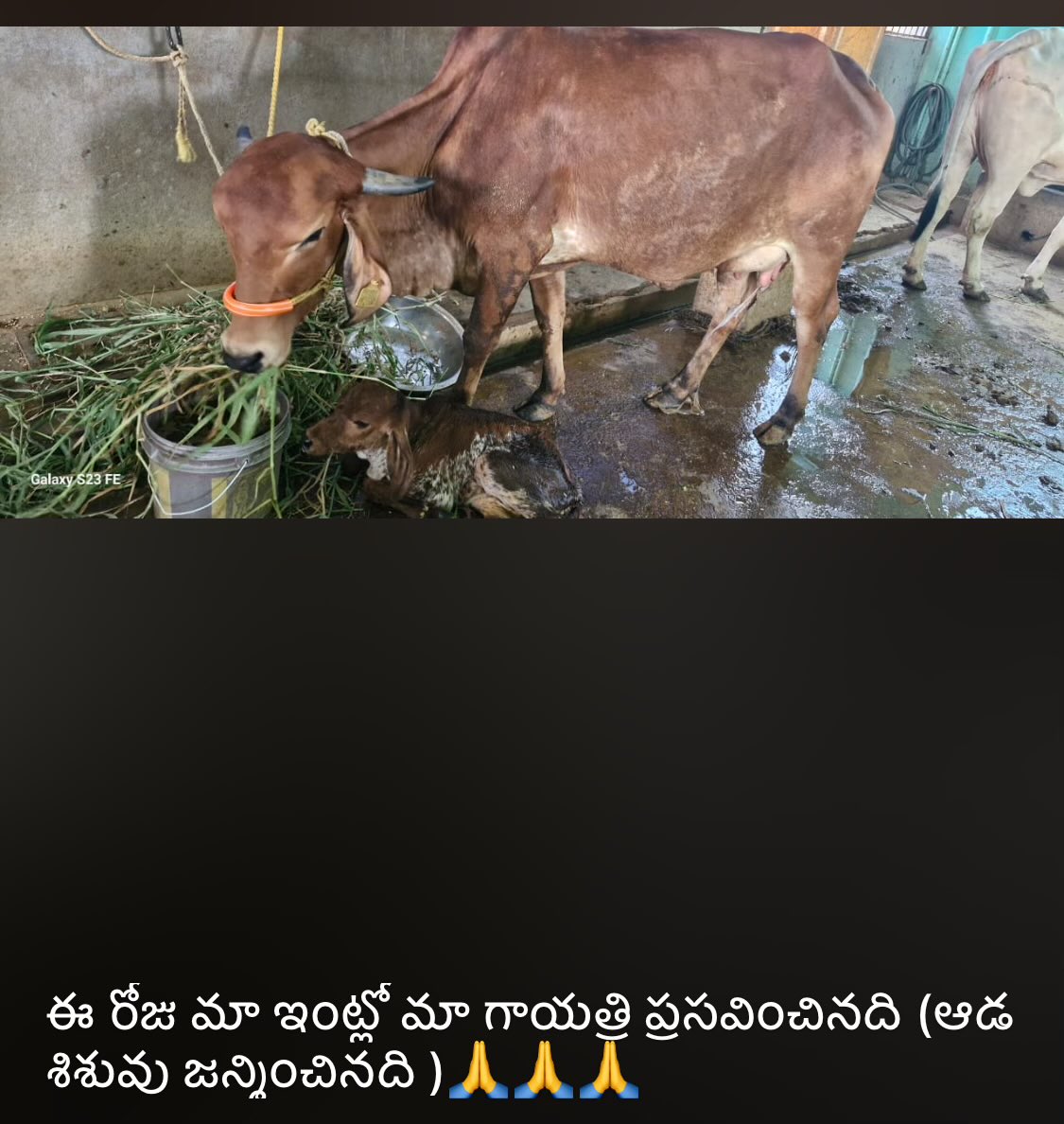 Our Goshala had new girl on my twins birthday. Gayatri(was few days old in 2018, when she came to us) delivered baby today. Vishalakshi is grand mother now. What an eventful day😀🥰