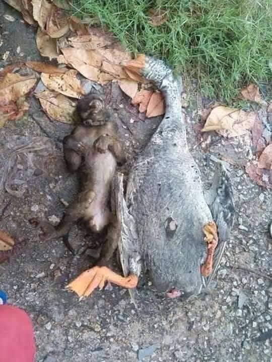 Pa Cas🤜🤛 tweet media