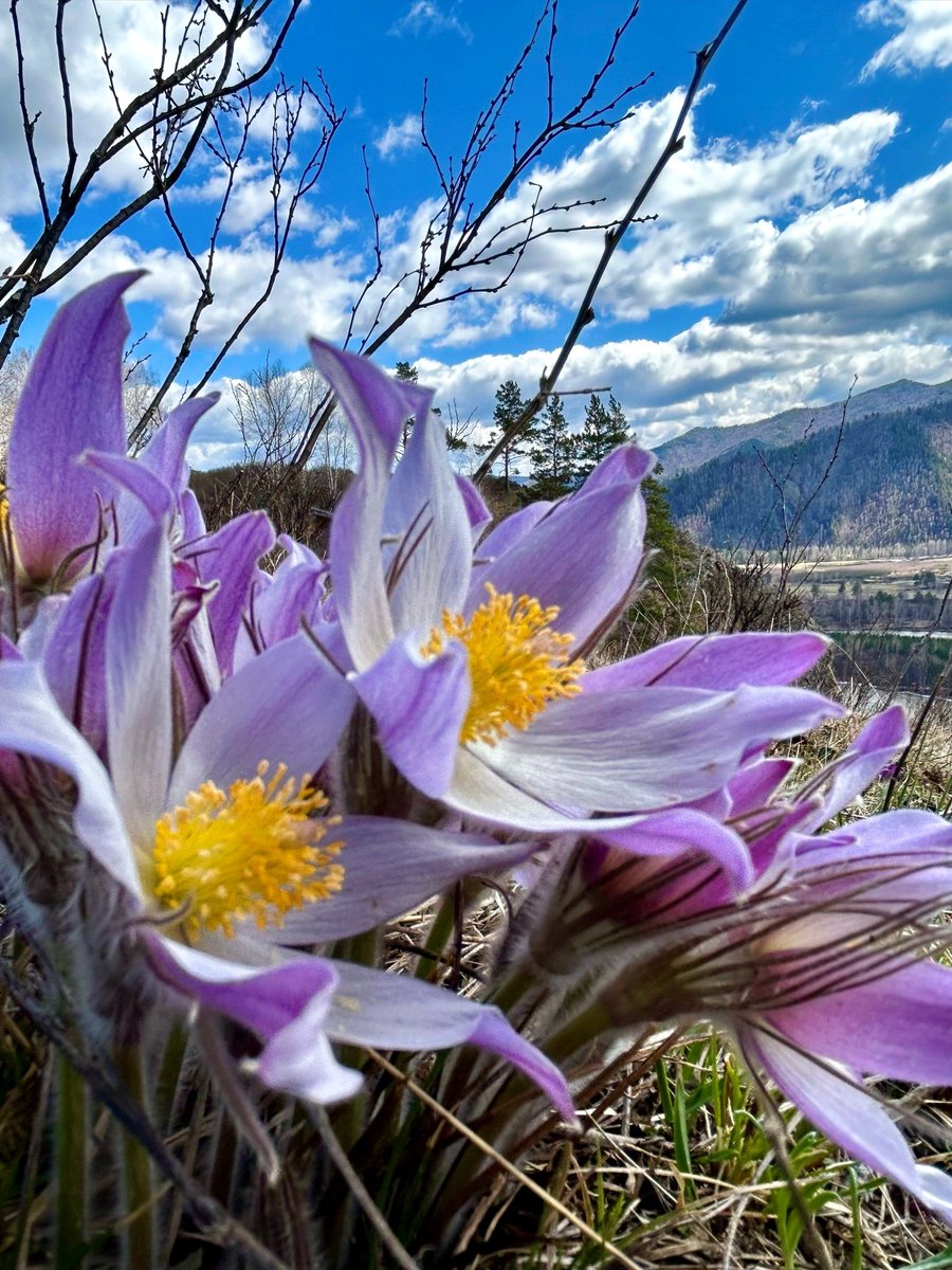 Amazingly beautiful. 😍
#SpringVibes 
#NatureBeauty