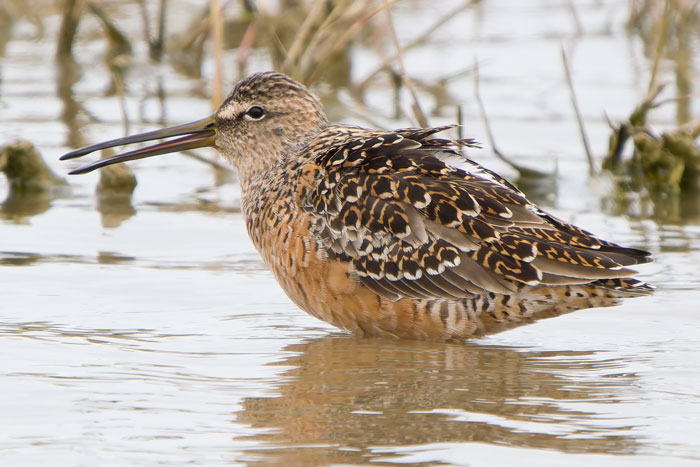 Cley's Dowitcher is really colourful now as he's 90% of the way through his first moult into full breeding plumage. He's even singing loudly occasionally, as in this photo. Hopefully he'll stay for another week or so before he migrates. (See cleybirds.com for more pix.)