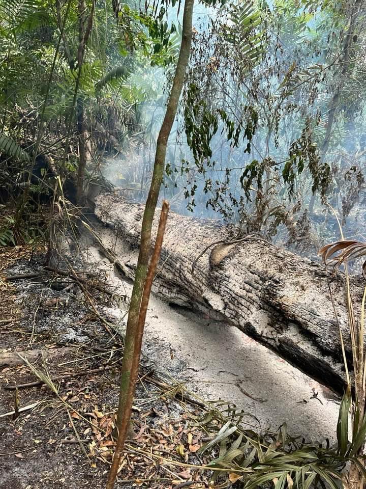 CONAPgt's tweet photo. Más de 1 millón de hectáreas de bosque🌳en #Guatemala se han perdido por la acción humana y el #CambioClimático. Apoyamos la #TransiciónVerde de #Petén para proteger los #RecursosNaturales y fomentar el #DesarrolloSostenible.

#EquipoEuropa 🇪🇺🇪🇸🇸🇪🇩🇪🇮🇪 #CONAPgt @FAOGuatemala https://t.co/bvEHNUOqIa
