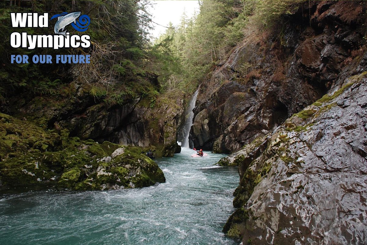 Wild Olympics (@wildolympics) on Twitter photo Happy #EarthWeek2024! RT if you agree Congress should pass the #WildOlympics Wilderness & Wild & Scenic Rivers Act to protect #salmon streams like the Hamma Hamma for our future! Let’s get it done this year <a href="/PattyMurray/">Senator Patty Murray</a> <a href="/SenatorCantwell/">Sen. Maria Cantwell</a> <a href="/RepDerekKilmer/">Rep. Derek Kilmer</a> <a href="/EnergyDems/">Senate Energy Democrats</a>! Happy #EarthWeek2024! RT if you agree Congress should pass the #WildOlympics Wilderness & Wild & Scenic Rivers Act to protect #salmon streams like the Hamma Hamma for our future! Let’s get it done this year <a href="/PattyMurray/">Senator Patty Murray</a> <a href="/SenatorCantwell/">Sen. Maria Cantwell</a> <a href="/RepDerekKilmer/">Rep. Derek Kilmer</a> <a href="/EnergyDems/">Senate Energy Democrats</a>!