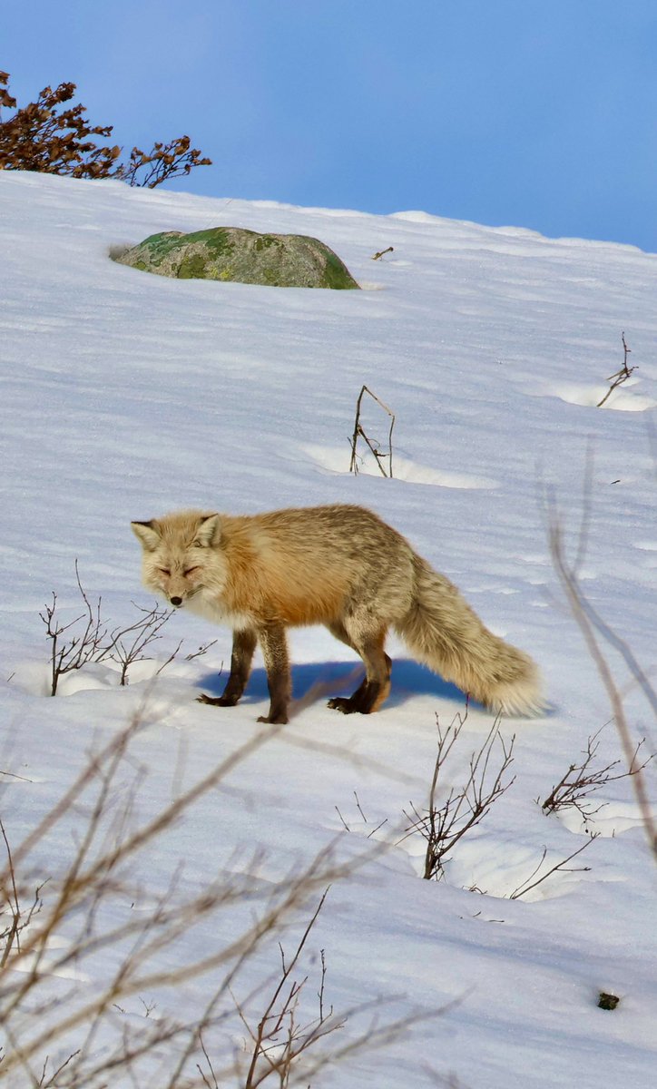 Spotted this beautiful red fox on the way to Taggart lake, Wyoming 🦊✨