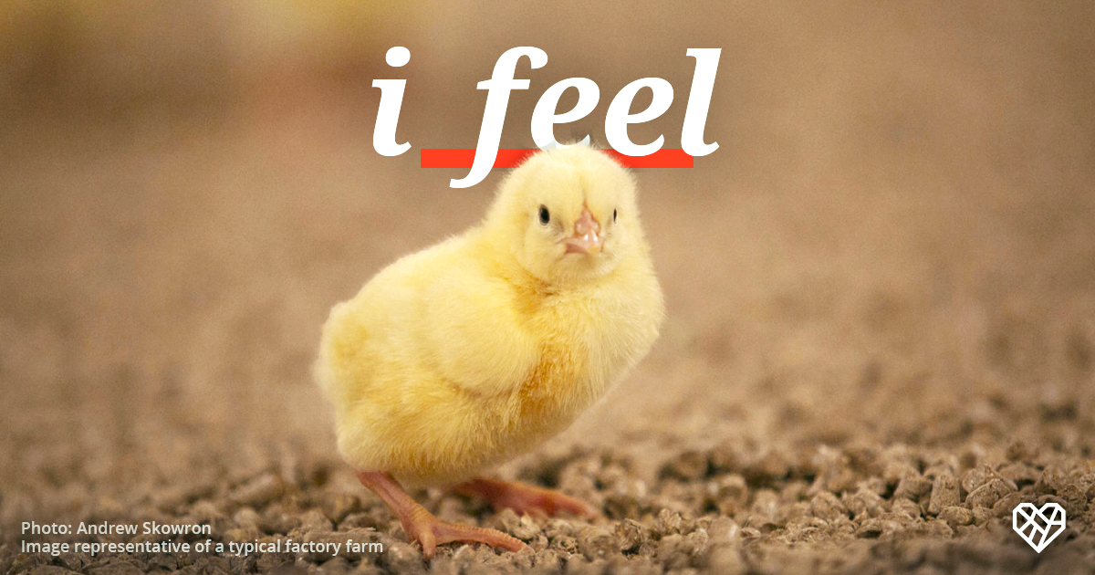 No life should be treated as if it's disposable. Let's stand up for those who can't stand up for themselves. 🐥