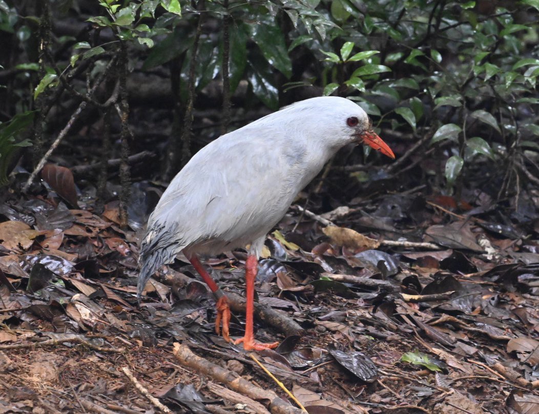 Finally getting the sleep function working after almost 5 weeks travelling from New Zealand to Japan with a shedload of seabirds including (back from extinction) Short Tailed Albatross and a multitude of land birds Kagu etc visiting islands en route