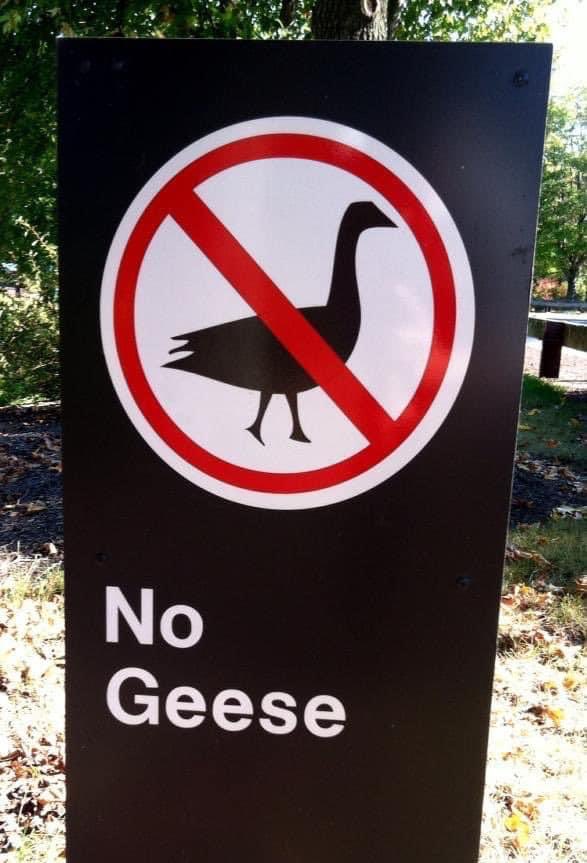 From the heyday of Covid measures (April 24, 2021): If you are going to this park, don’t bring your geese along. 😁😁